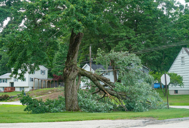  Spanish Fork, UT Tree Service Pros